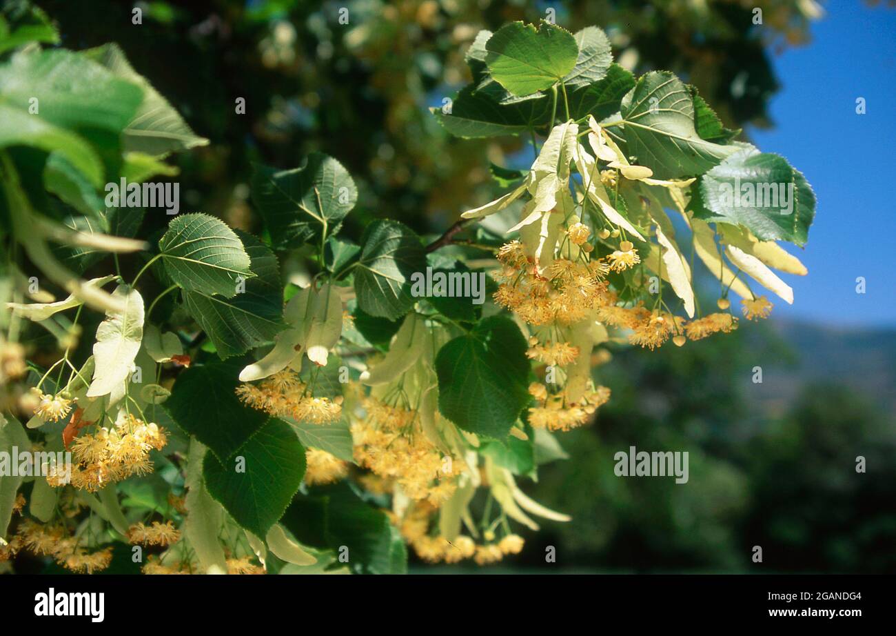 Fiori di Linden Foto Stock