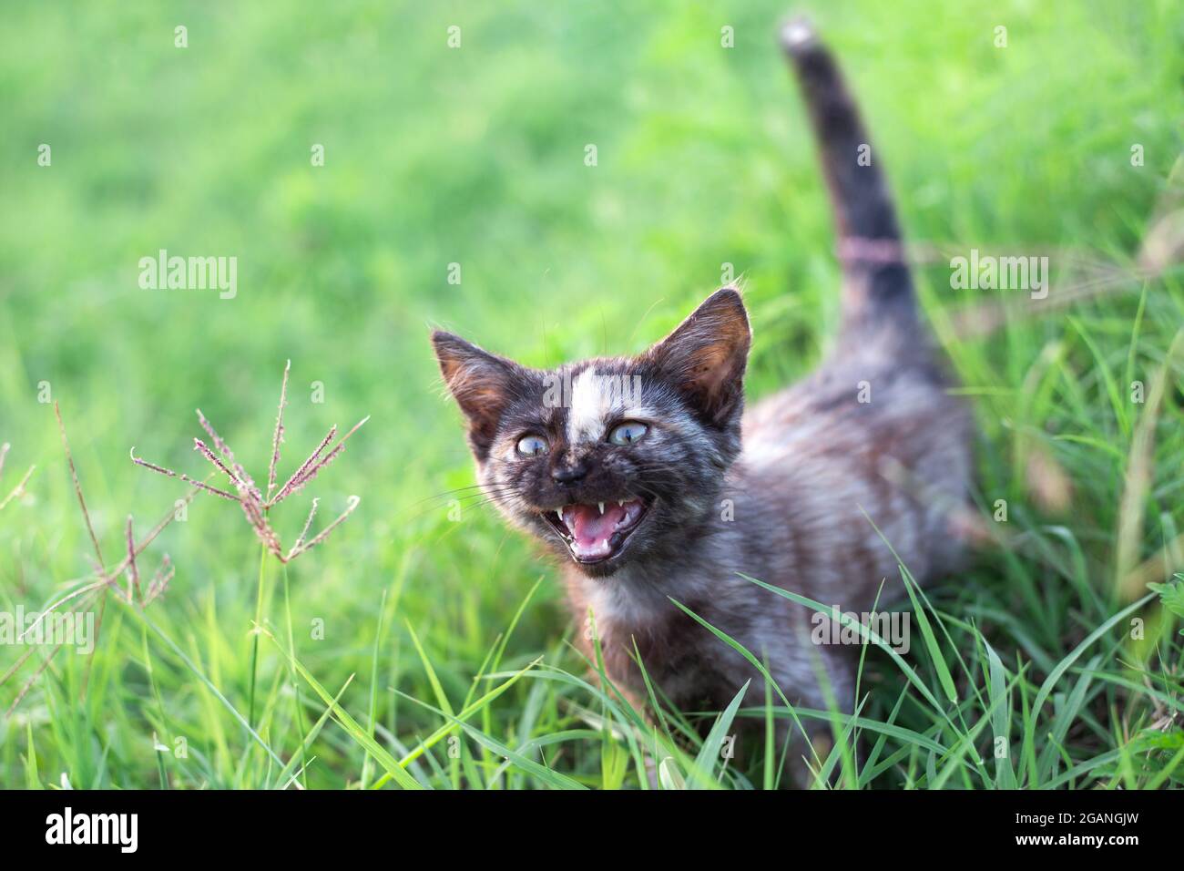 Un piccolo gattino nero divertente con una striscia sulla sua faccia meows, aprendo la sua bocca. Camminando in estate sull'erba verde. Foto Stock