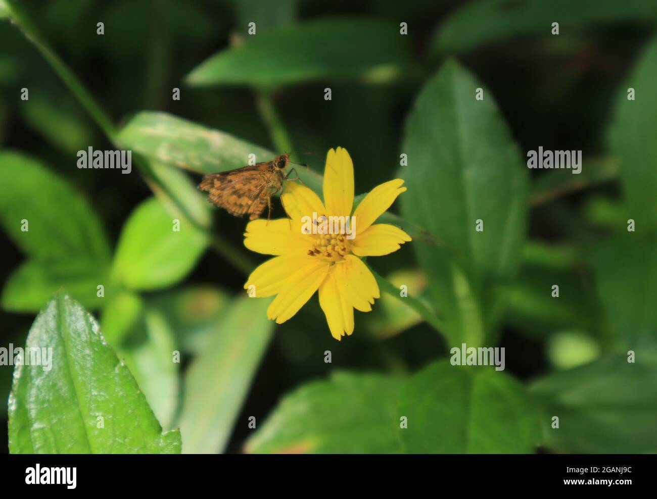 Primo piano di una farfalla simile al dardo di palma scuro su un fiore giallo Foto Stock