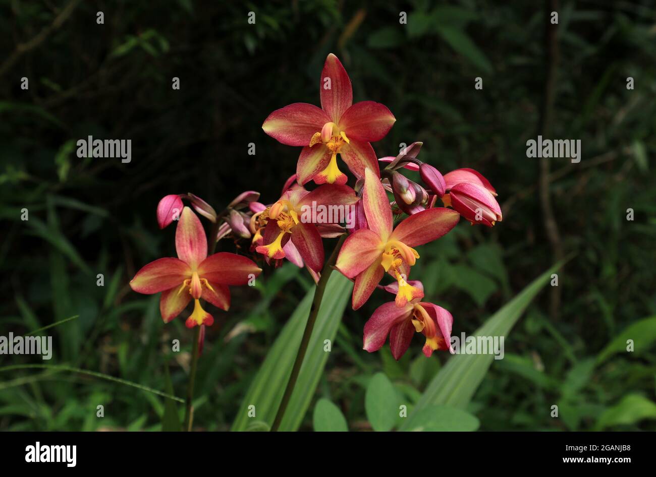 Primo piano di un grande gruppo di orchidee di maroon e viola, con fiori e boccioli di orchidee di colore giallo misto Foto Stock