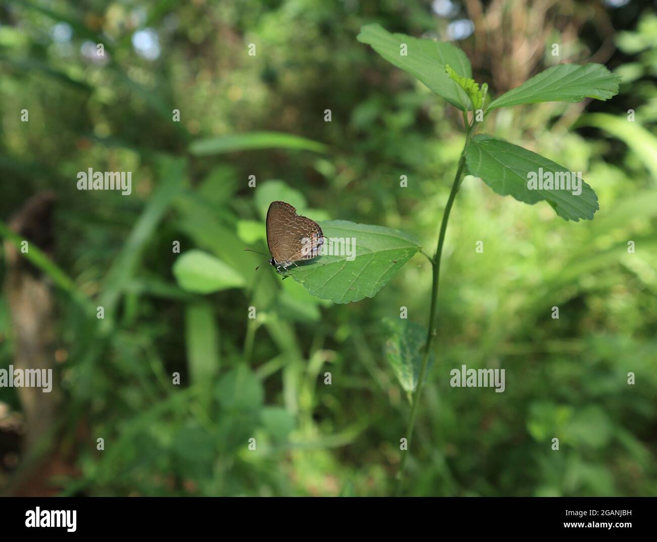 Vista laterale di una farfalla cerulea scura appollaiata su una foglia di alnifolia di Sida Foto Stock
