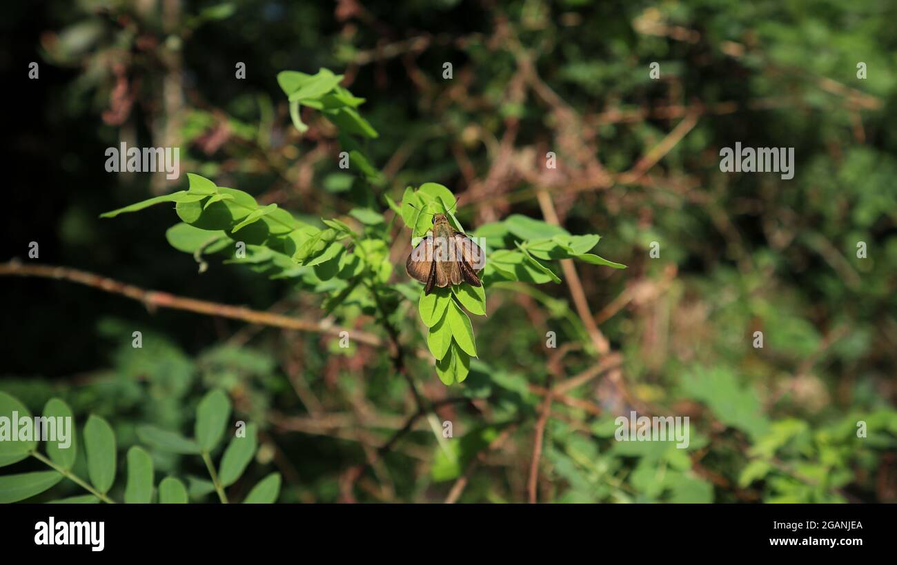 Vista dall'alto di una piccola farfalla a marchio Swift allarga le ali e siede sul foglietto alla luce diretta del sole Foto Stock