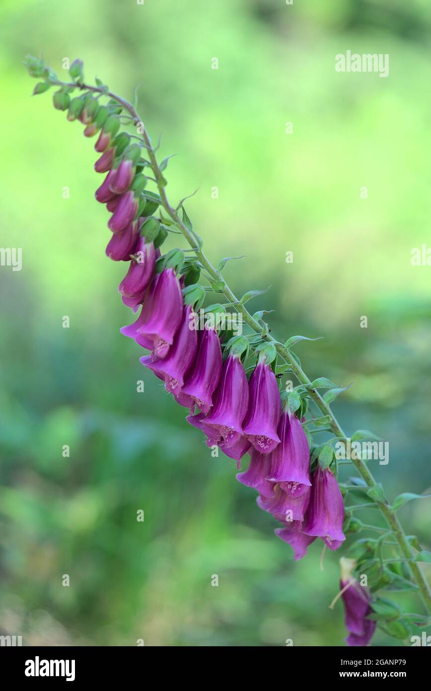 fiore porpora foxglove gambo e grappolo Foto Stock
