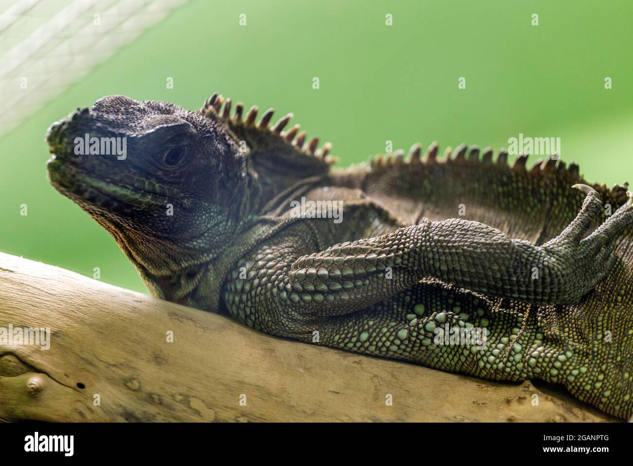 Ctenosaura similis, comunemente noto come iguana nera dalla coda spinosa, iguana nera allo zoo di Sosto a Nyiregyhaza, Ungheria Foto Stock