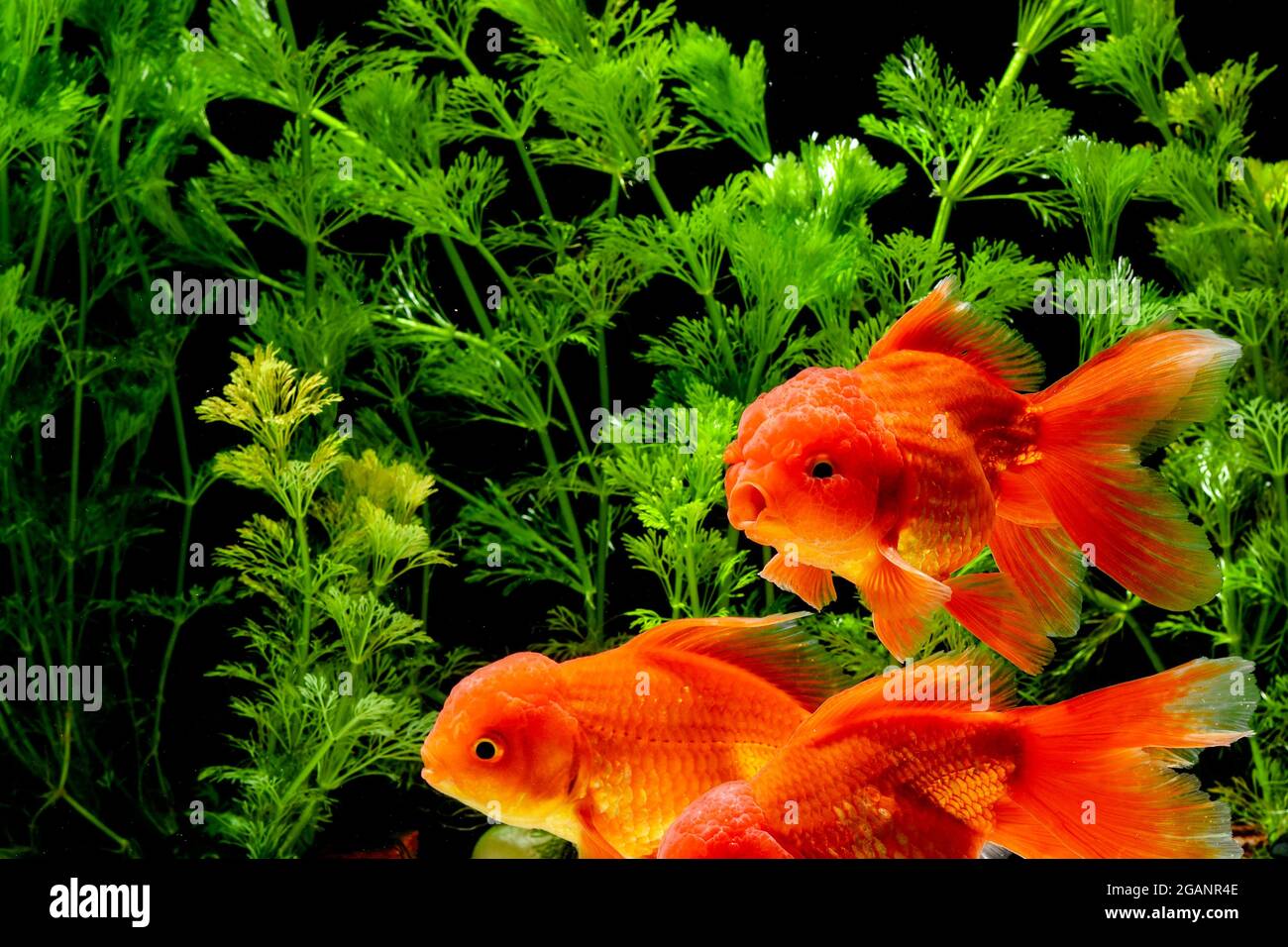 Pesci rossi in acquario con piante verdi Foto stock - Alamy