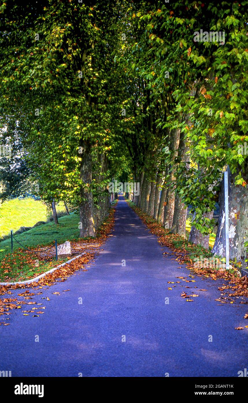 Strada con alberi a Pont-de-Vaux nella regione Bourg-en-Bresse della Francia Foto Stock