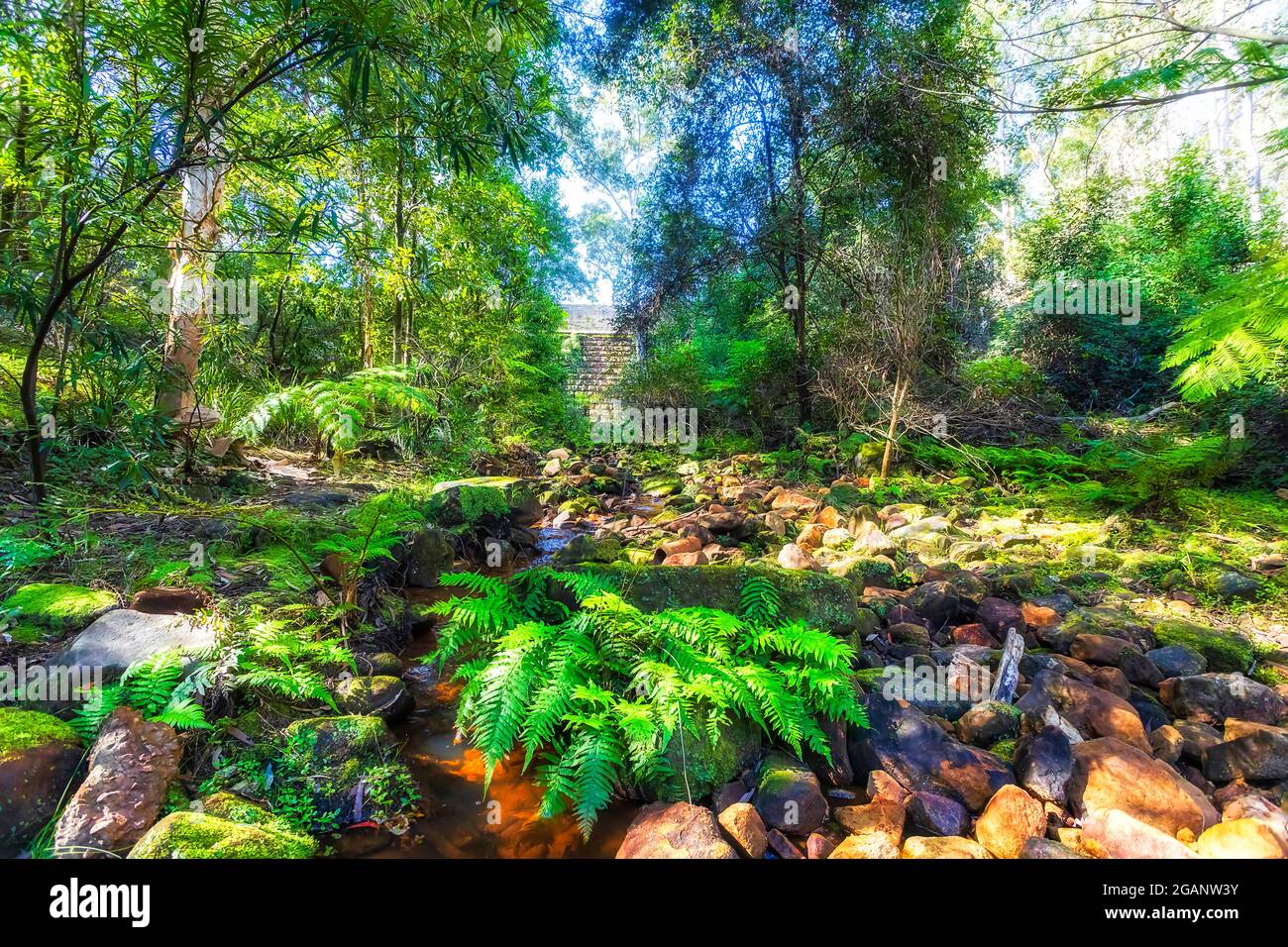 Lussureggianti boschi sempreverdi nel torrente Hunts sotto la diga del lago Parramatta nella Greater Sydney - paesaggio panoramico. Foto Stock