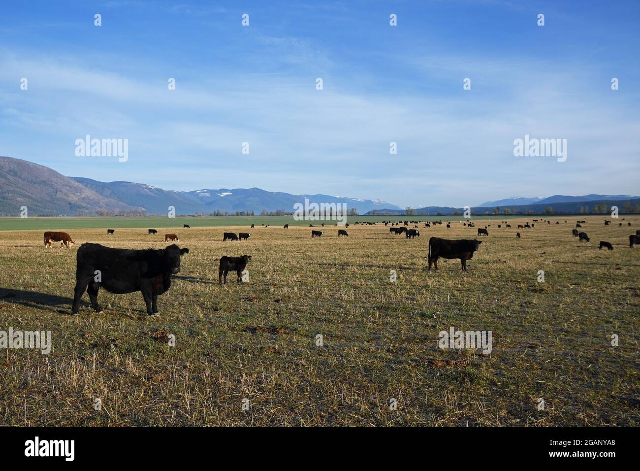 Cattle Ranch nella valle del fiume Kootenai vicino a Copeland, Idaho settentrionale. (Foto di Randy Beacham) Foto Stock