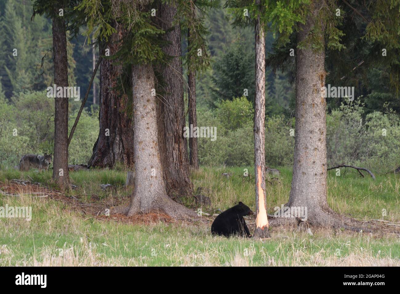 Orso nero che spellano un larice occidentale da nutrire sul canbium, mentre un lupo grigio selvaggio guarda. Yaak Valley, Montana nord-occidentale. (Foto di Randy Beacham) Foto Stock