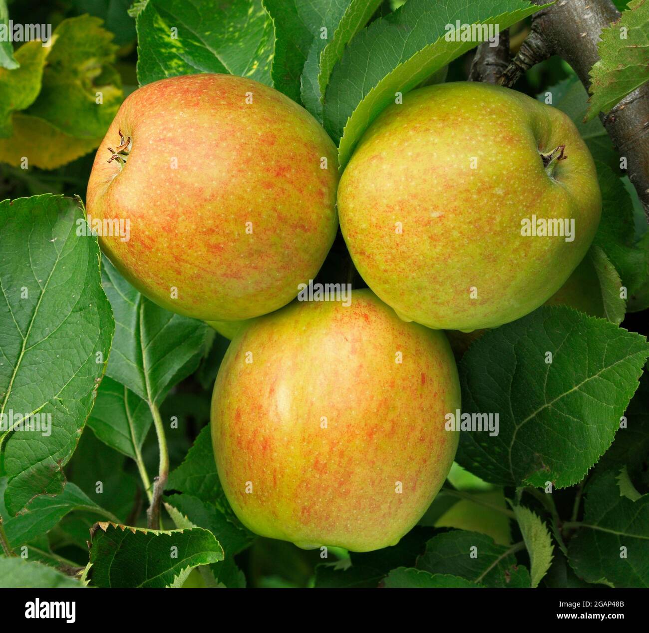 Mela "oro della corona", che cresce su albero, malus domestica, mele Foto Stock