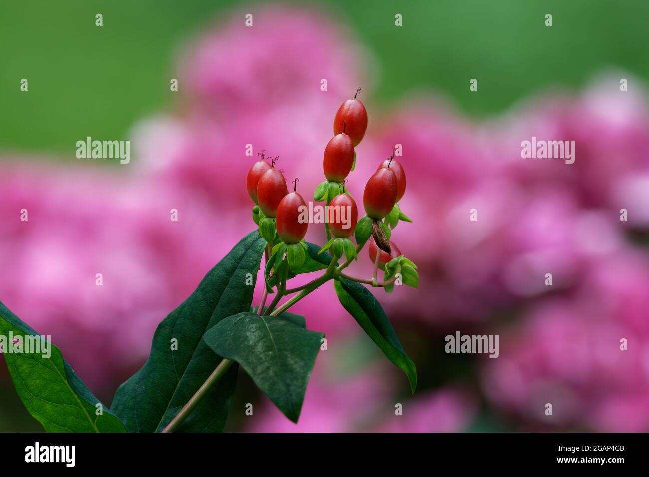 Hypericum androsaemum, frutti rossi di Tutsan su sfondo verde rosa sfocato Foto Stock