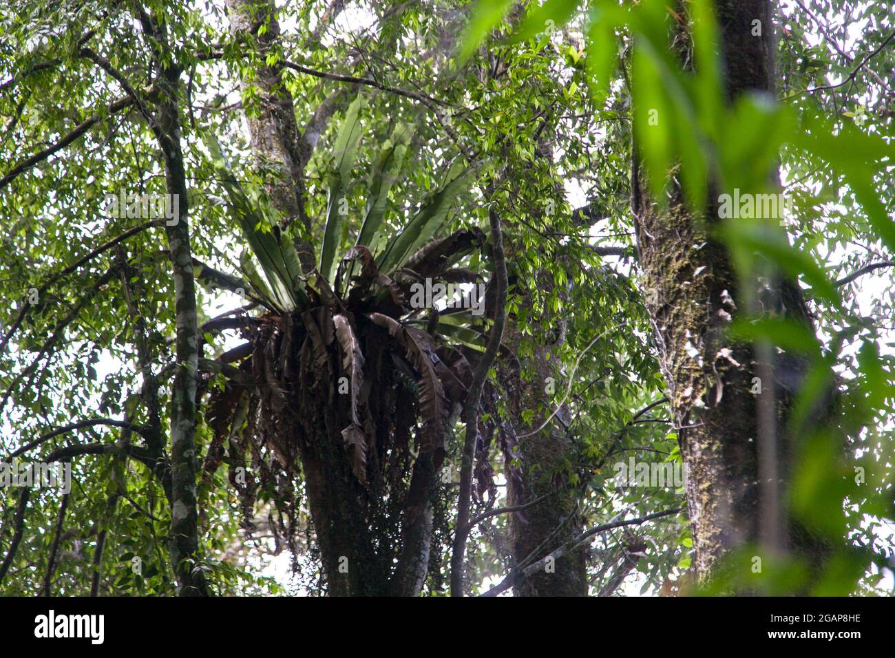 Vegetazione tropicale foresta a West Java Highland Indonesia Foto Stock