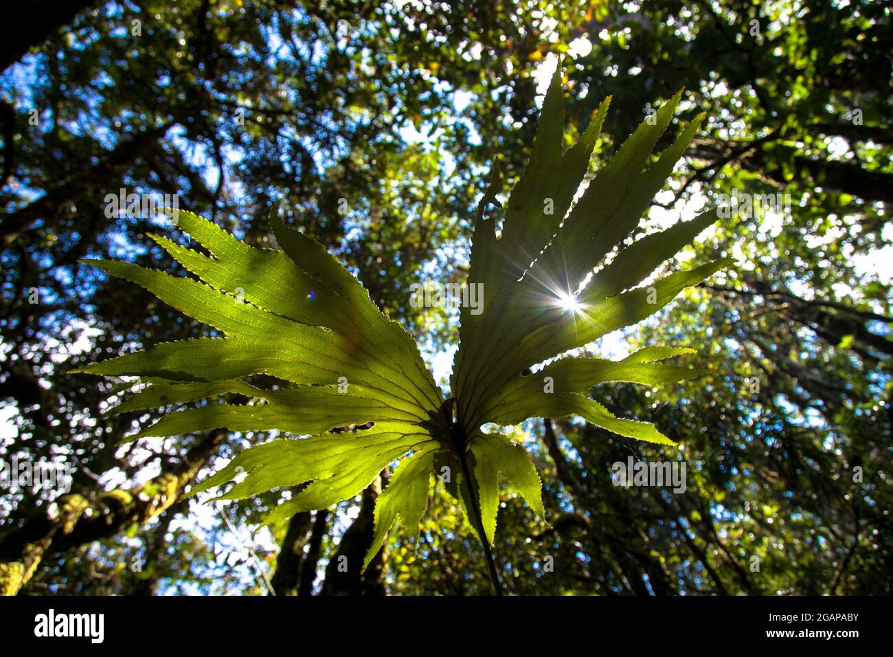 Vegetazione tropicale foresta a Giava Ovest Indonesia Foto Stock