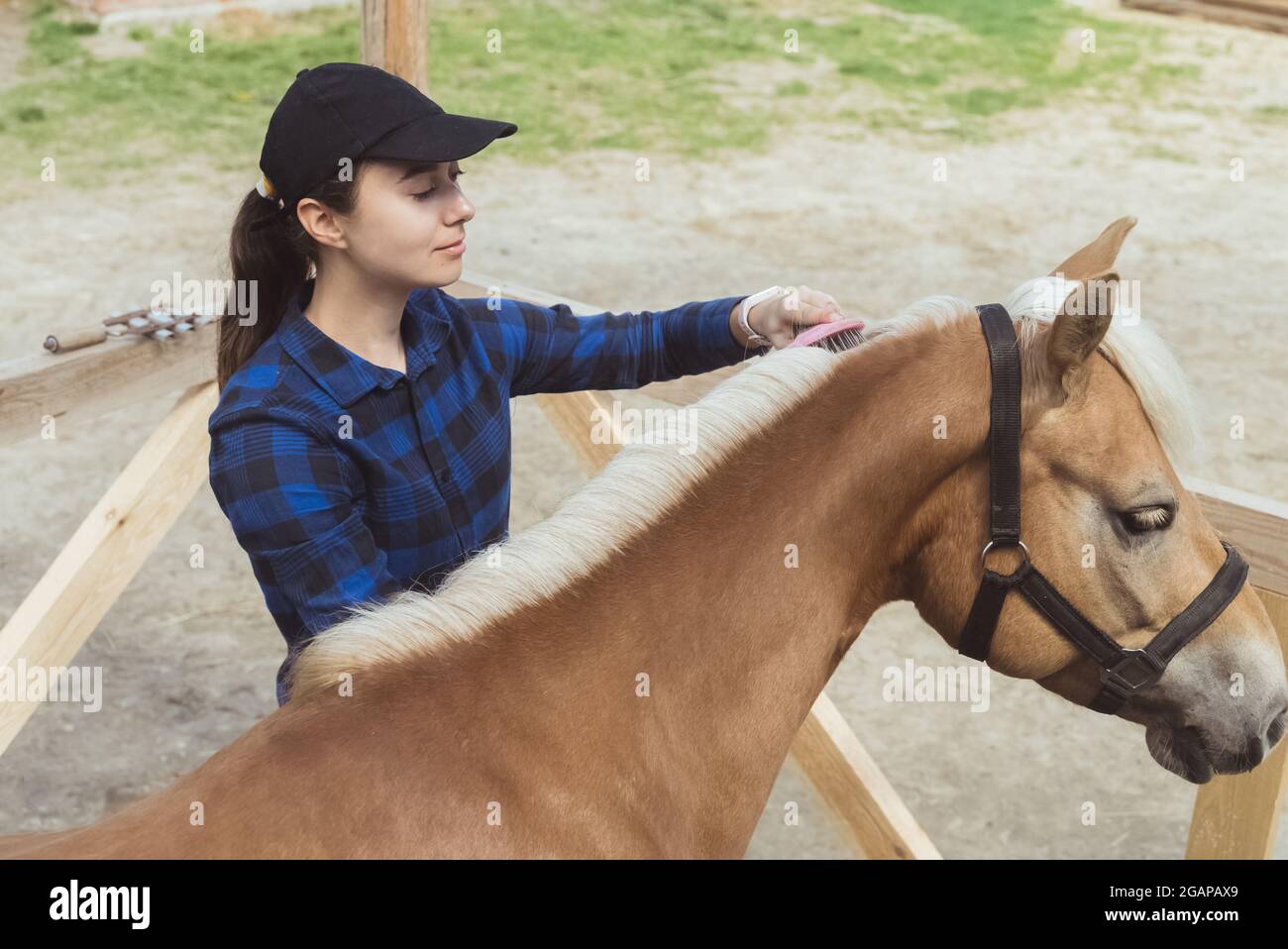 Donna cavallo proprietario spazzolando mane del suo cavallo marrone chiaro nella fattoria di cavalli. La briglia di cavallo è legata alla recinzione di legno. Cavallo Flaxen con una mane bionda che viene curata dal suo proprietario. Foto Stock