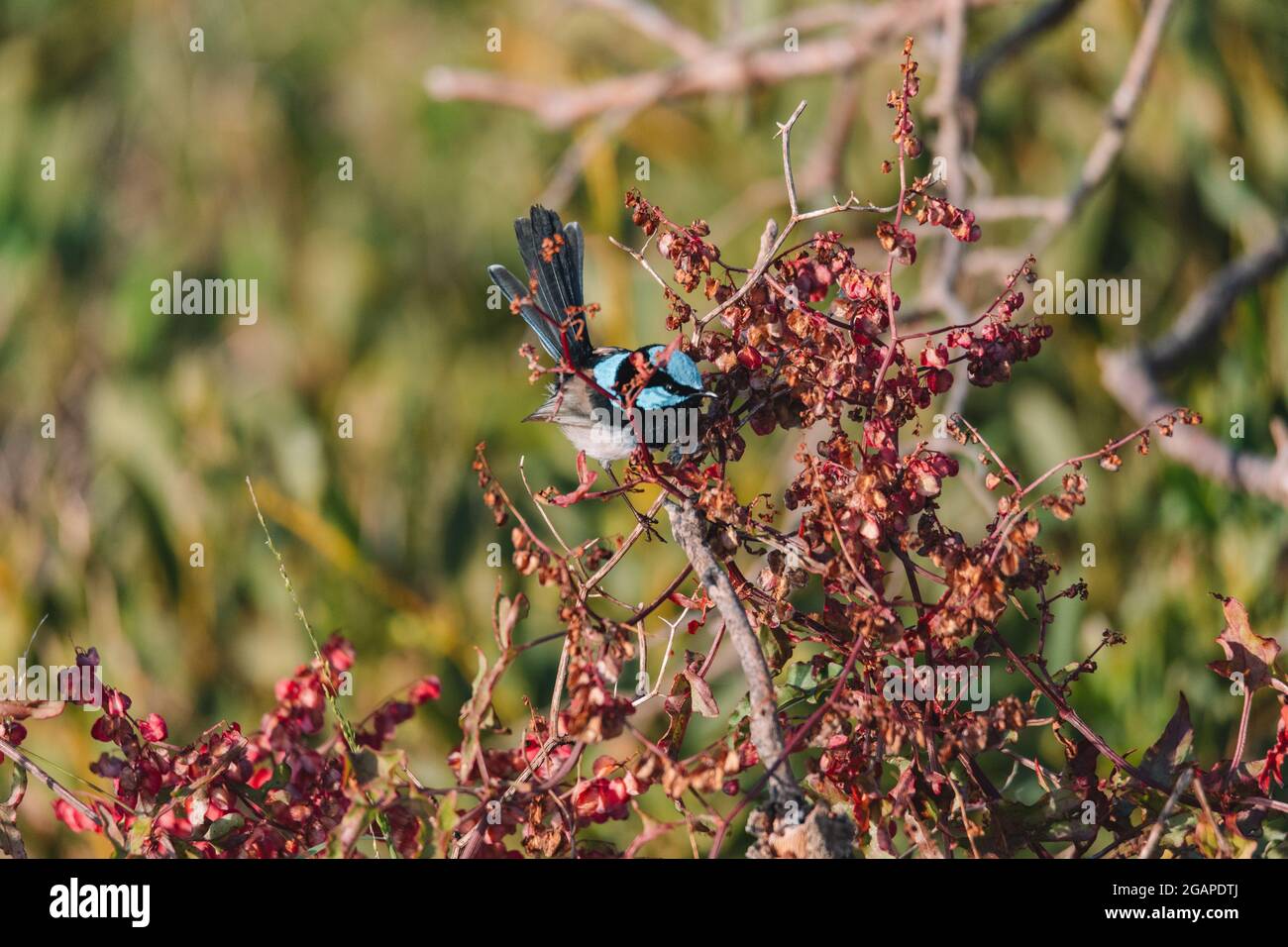 Superbo uccello fairy Wren seduto in un cespuglio. Foto Stock