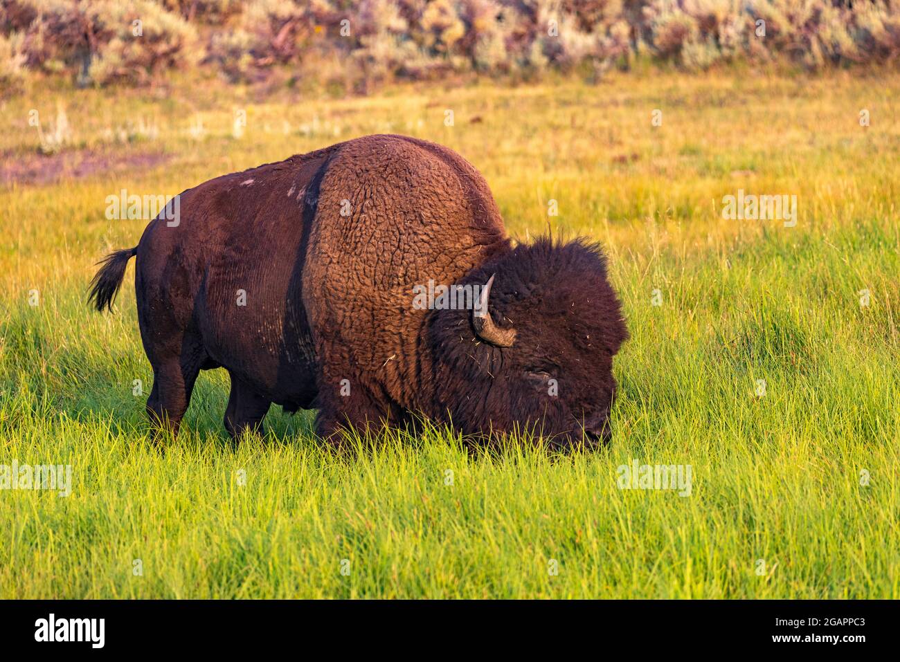 Un bull American Bison (Bison bison) pascola nell'erba alta nella zona di Lamar Valley del Parco Nazionale di Yellowstone, Wyoming, Stati Uniti. Foto Stock