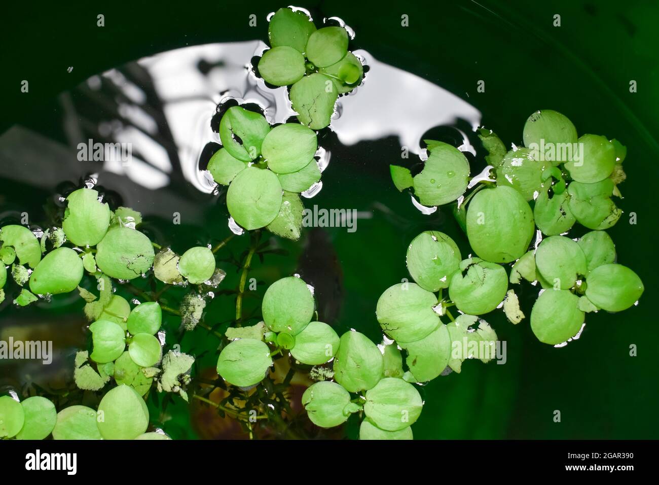 Home acquario piante galleggianti chiamato Amazon frogbit o Lignobium  Laevigatum morso da pesci d'acqua dolce. Le foglie sono strappate. Vista  dall'alto Foto stock - Alamy