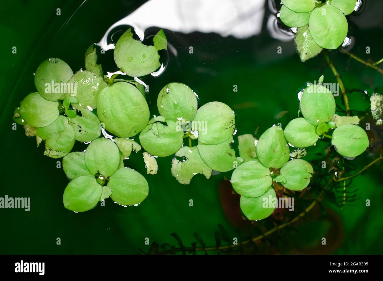Home acquario piante galleggianti chiamato Amazon frogbit o Lignobium  Laevigatum morso da pesci d'acqua dolce. Le foglie sono strappate. Vista  dall'alto Foto stock - Alamy