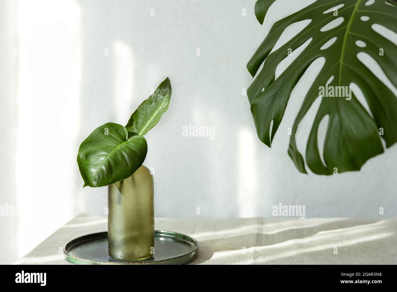 Vaso con foglie naturali e foglia di monstera all'interno della sala. Foto Stock