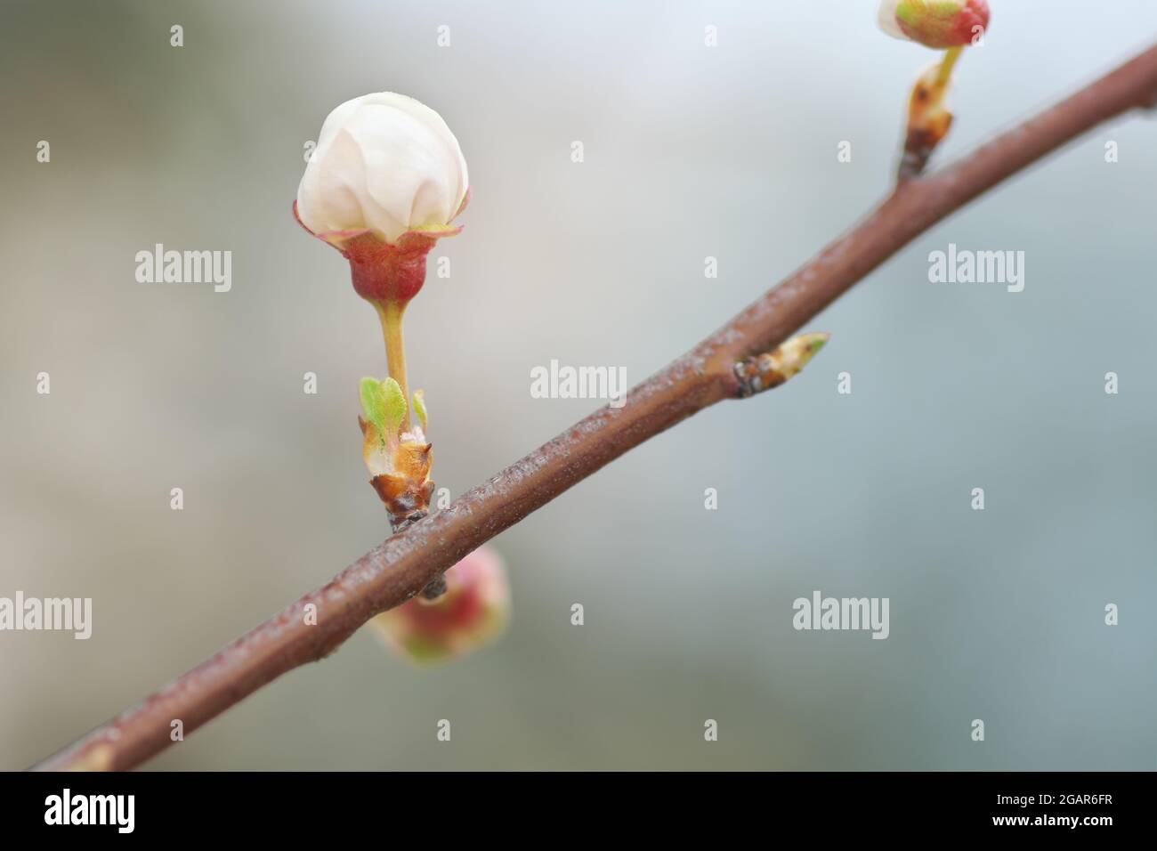 Macro di primavera fiore germoglio sul ramo albero. Composizione della natura. Foto Stock