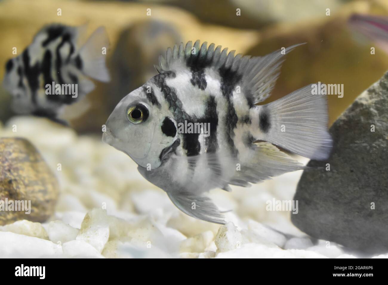 Cichlid di pappagallo polare maschile. Piccolo acquario di pesce in vasca. Foto Stock