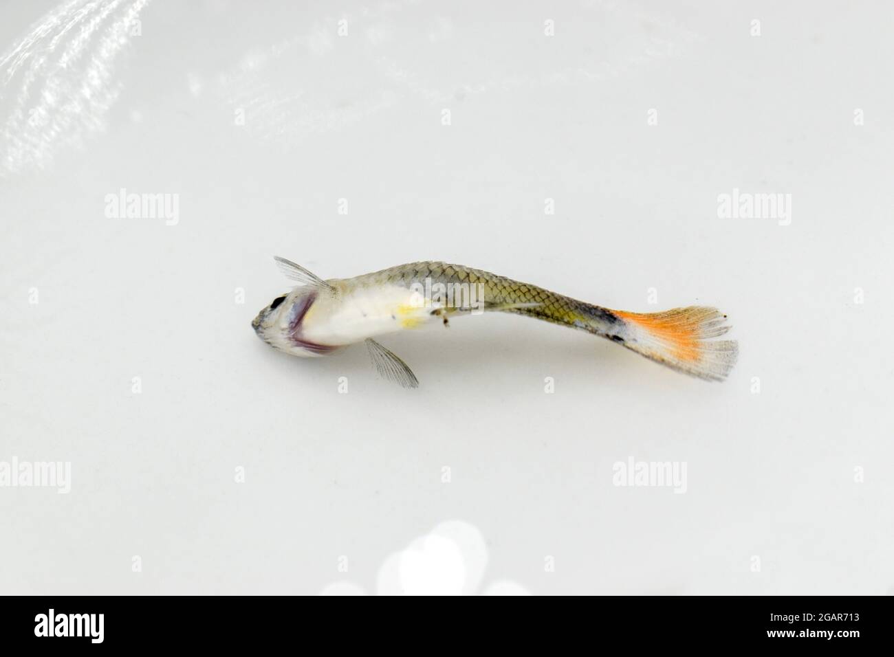 Il pesce di GuppY è morto a causa della malattia della spina dorsale piegata. Pesce piccolo morto sulla superficie di acqua. Foto Stock