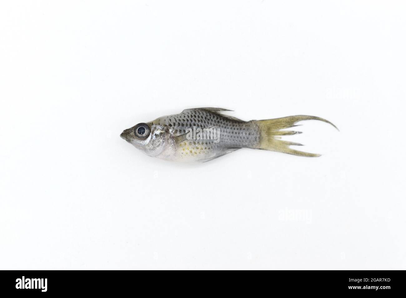 Nana grigia il pesce molly è morto a causa della scarsa qualità dell'acqua, ad esempio l'avvelenamento da ammoniaca. Foto Stock