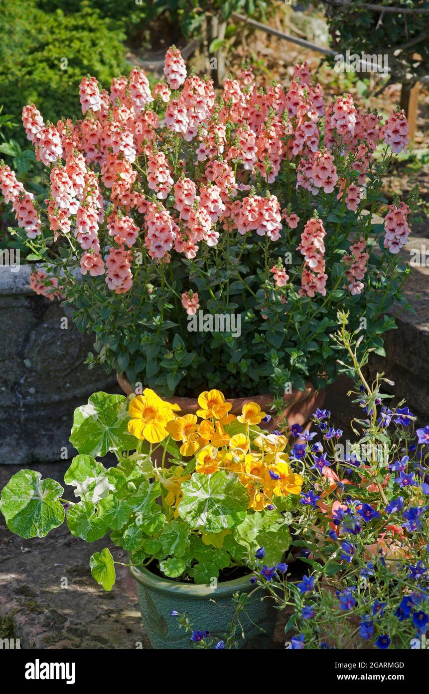 Diascia Aurora Apricot, Nasturzio Alaska misto e Blue Trailing Skylover Anagallis che cresce in vasi su un patio in pietra nel giardino estivo inglese Foto Stock