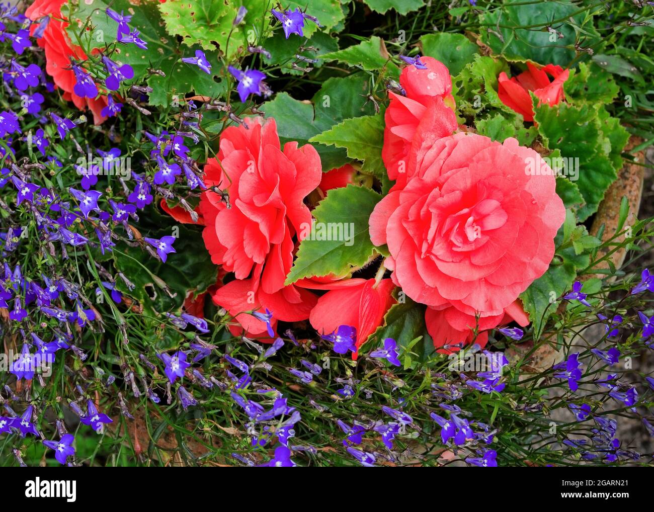 Tardo estate fioritura rosa profondo fiori begonia doppio e blu / viola coda lobelia in terracotta pentola, agosto Inghilterra UK Foto Stock