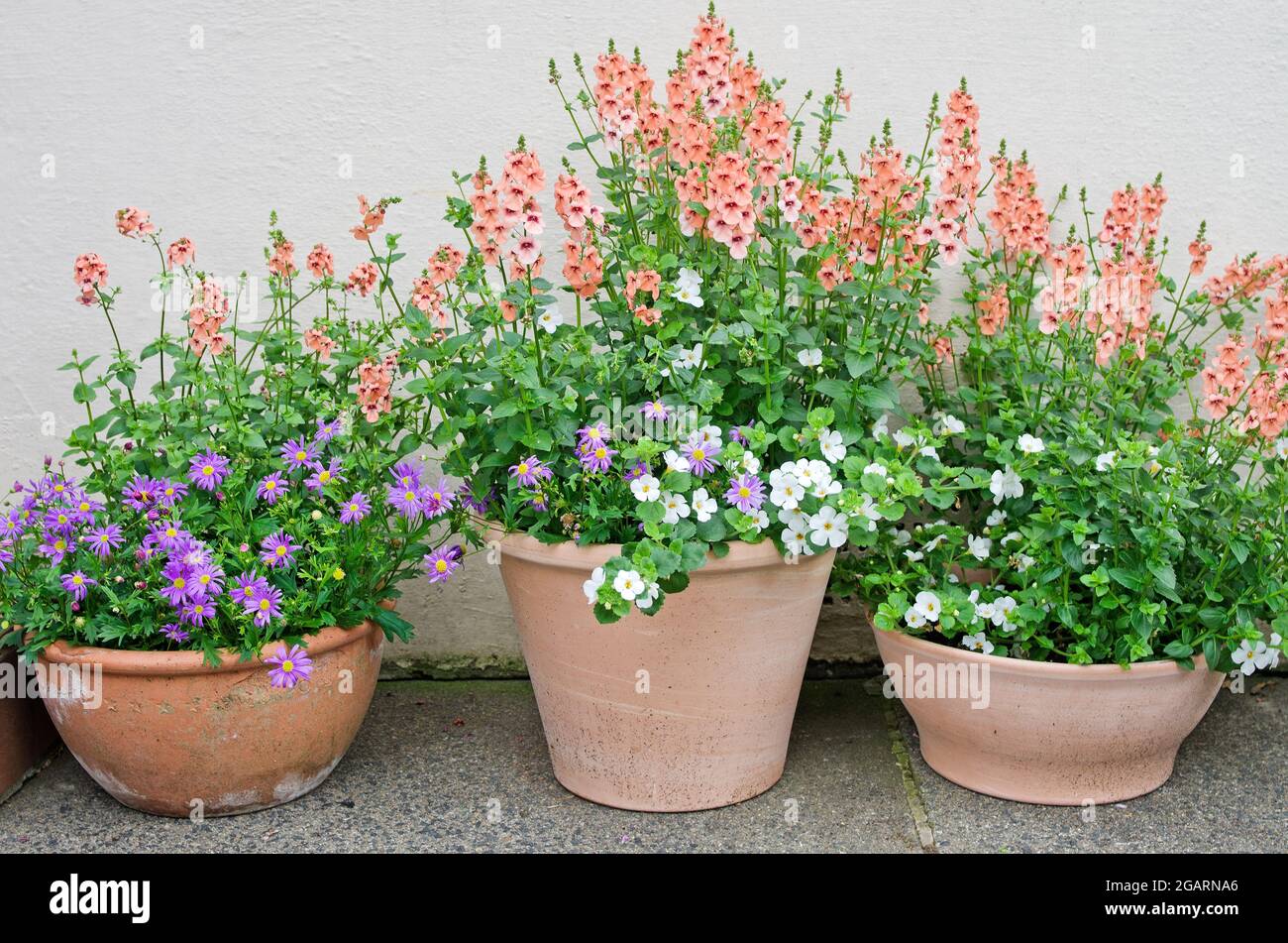 Bacopa Abunda colossale, Brachyscome Brasco Violet, Diascia Aurora Apricot fioritura in vasi di terracotta su bandiere di pietra contro muro bianco, luglio Inghilterra Foto Stock