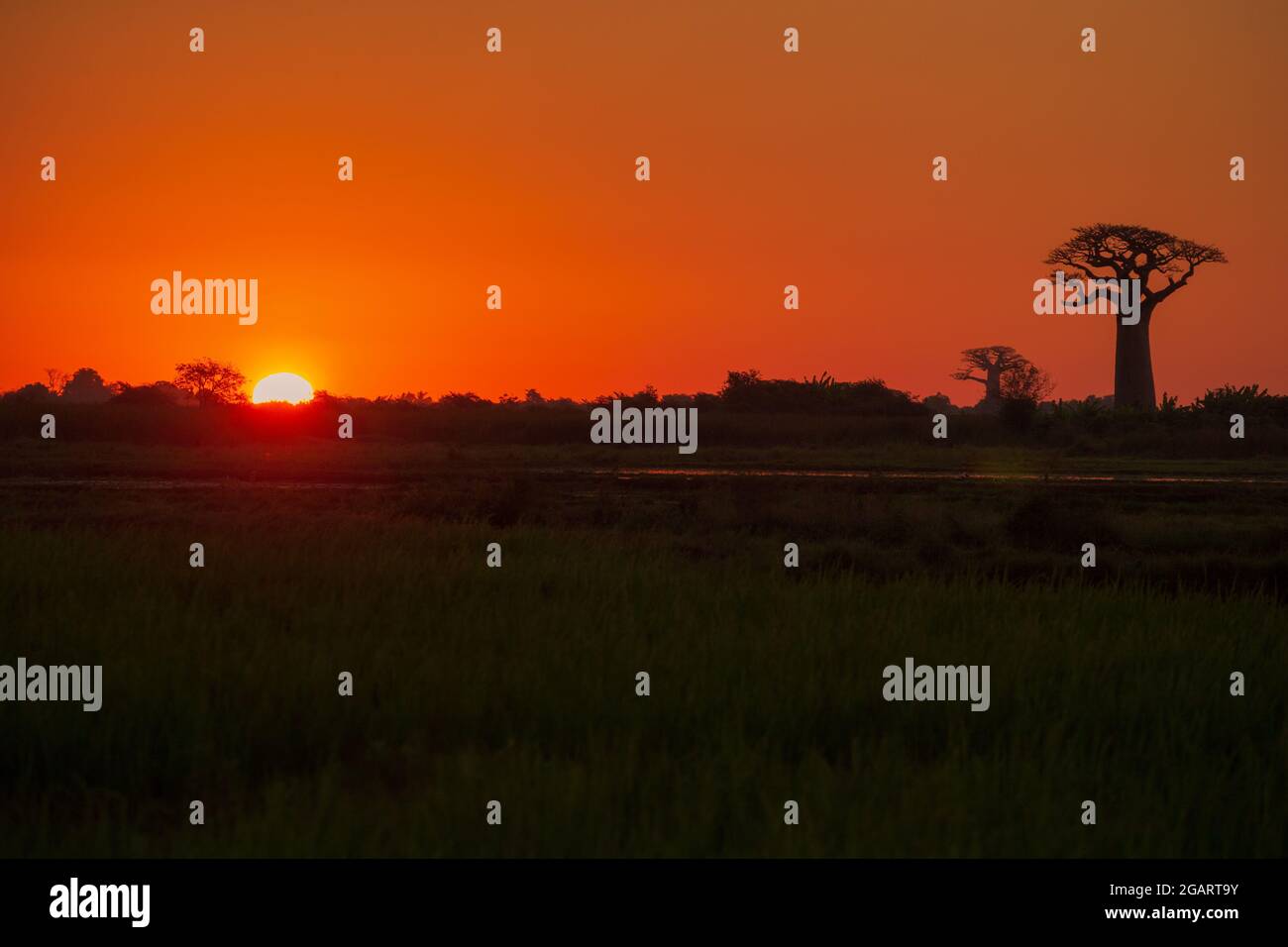 Incredibile tramonto presso gli enormi baobab vicino a Morondava in Madagascar Foto Stock