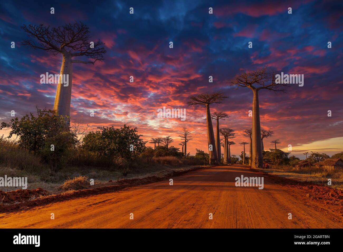 Incredibile tramonto presso gli enormi baobab che formano la famosa Allee des baobabs vicino a Morondava in Madagascar Foto Stock