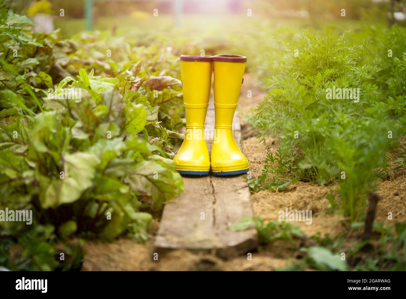 Un primo piano di stivali in gomma gialla in un bel giardino verde. Foto Stock