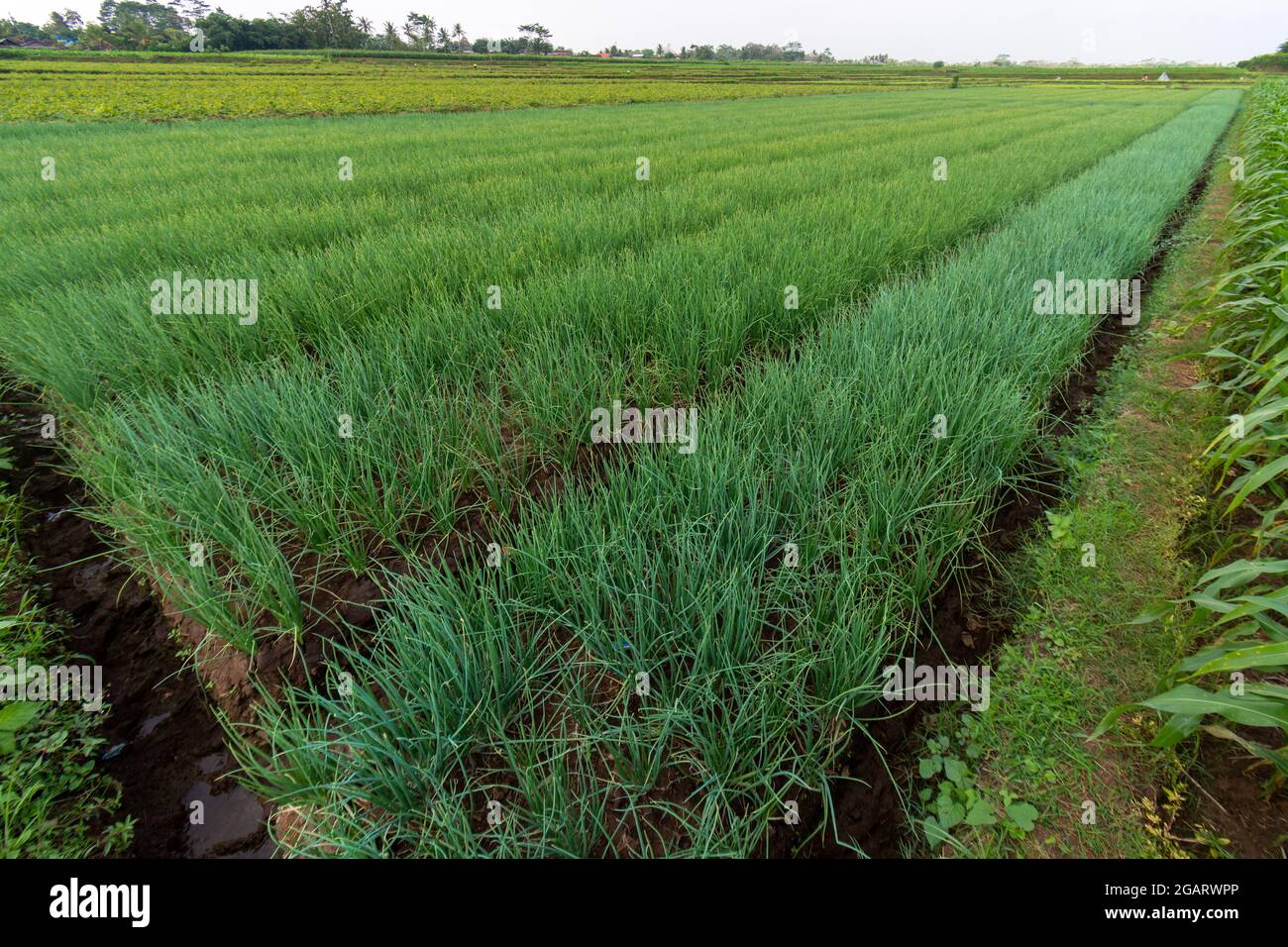 Piante di cipolla rossa provenienti dalle piantagioni di agricoltori a Giava Est, Malang Foto Stock