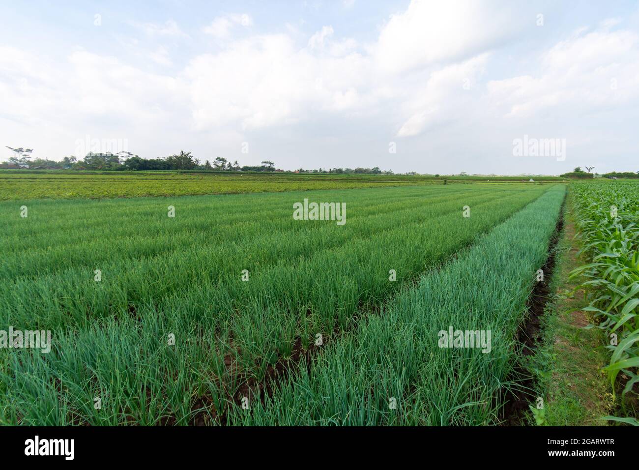 Piante di cipolla rossa provenienti dalle piantagioni di agricoltori a Giava Est, Malang Foto Stock