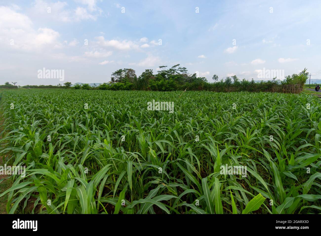 Piante di cipolla rossa provenienti dalle piantagioni di agricoltori a Giava Est, Malang Foto Stock