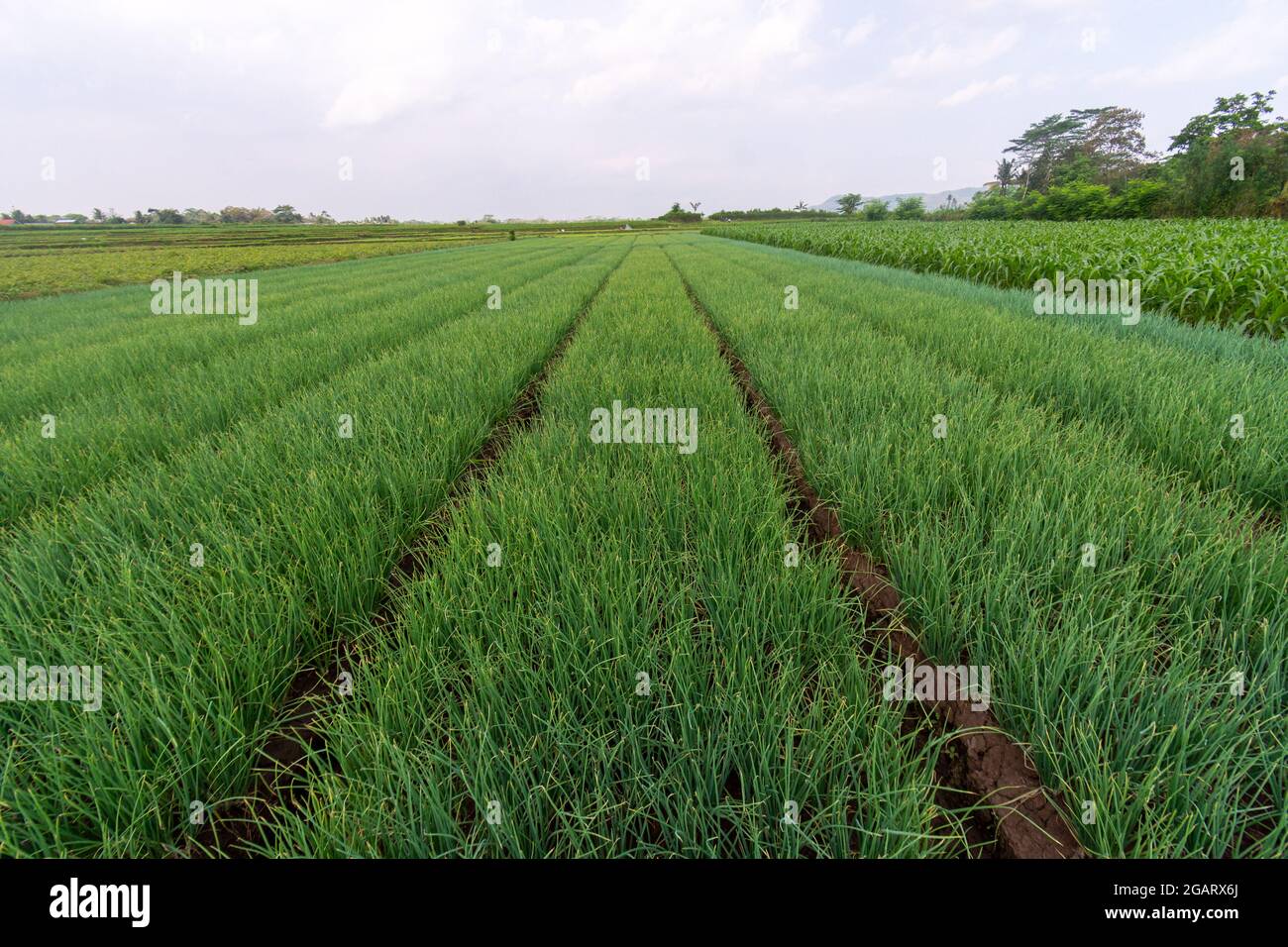 Piante di cipolla rossa provenienti dalle piantagioni di agricoltori a Giava Est, Malang Foto Stock