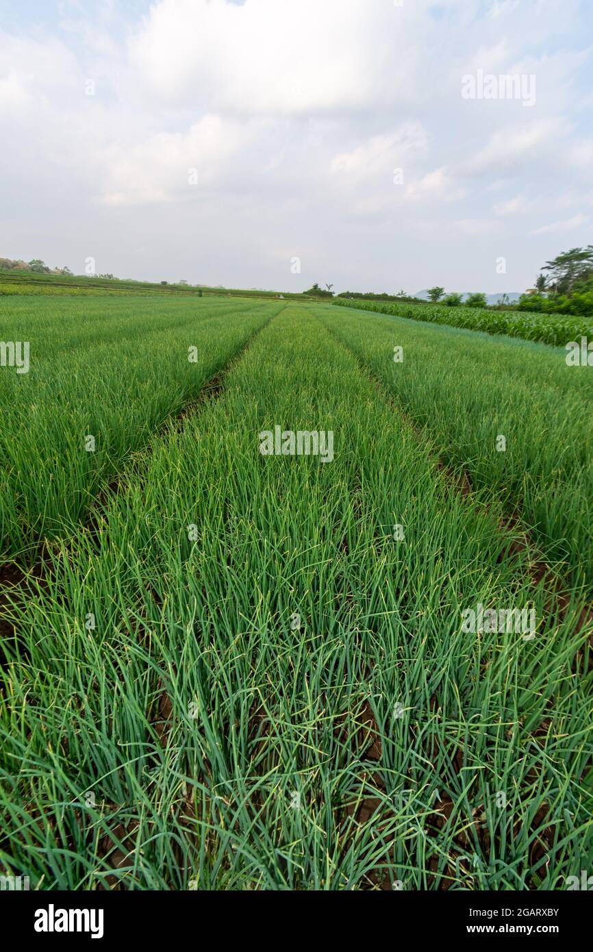 Piante di cipolla rossa provenienti dalle piantagioni di agricoltori a Giava Est, Malang Foto Stock