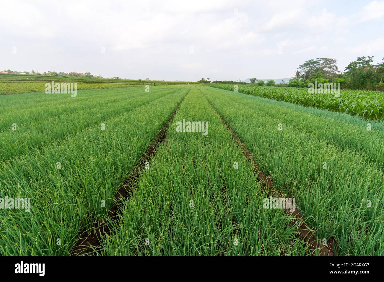 Piante di cipolla rossa provenienti dalle piantagioni di agricoltori a Giava Est, Malang Foto Stock
