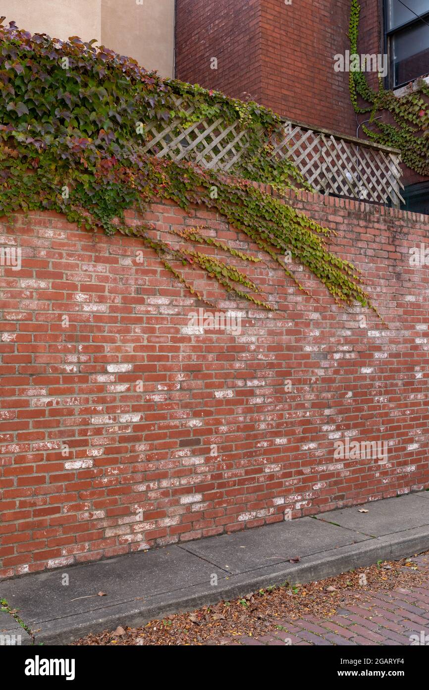 Alto muro di mattoni variegati sormontato con edera e reticolo che corrono lungo un marciapiede stretto e una strada di mattoni rossi, aspetto verticale Foto Stock