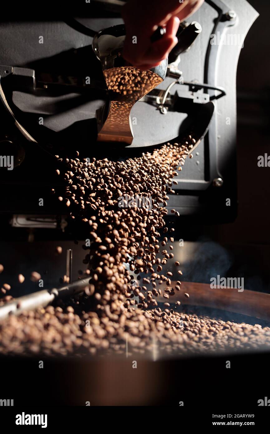 Lavorazione del caffè. Torrefazione, tostatura e fagioli freschi Foto Stock
