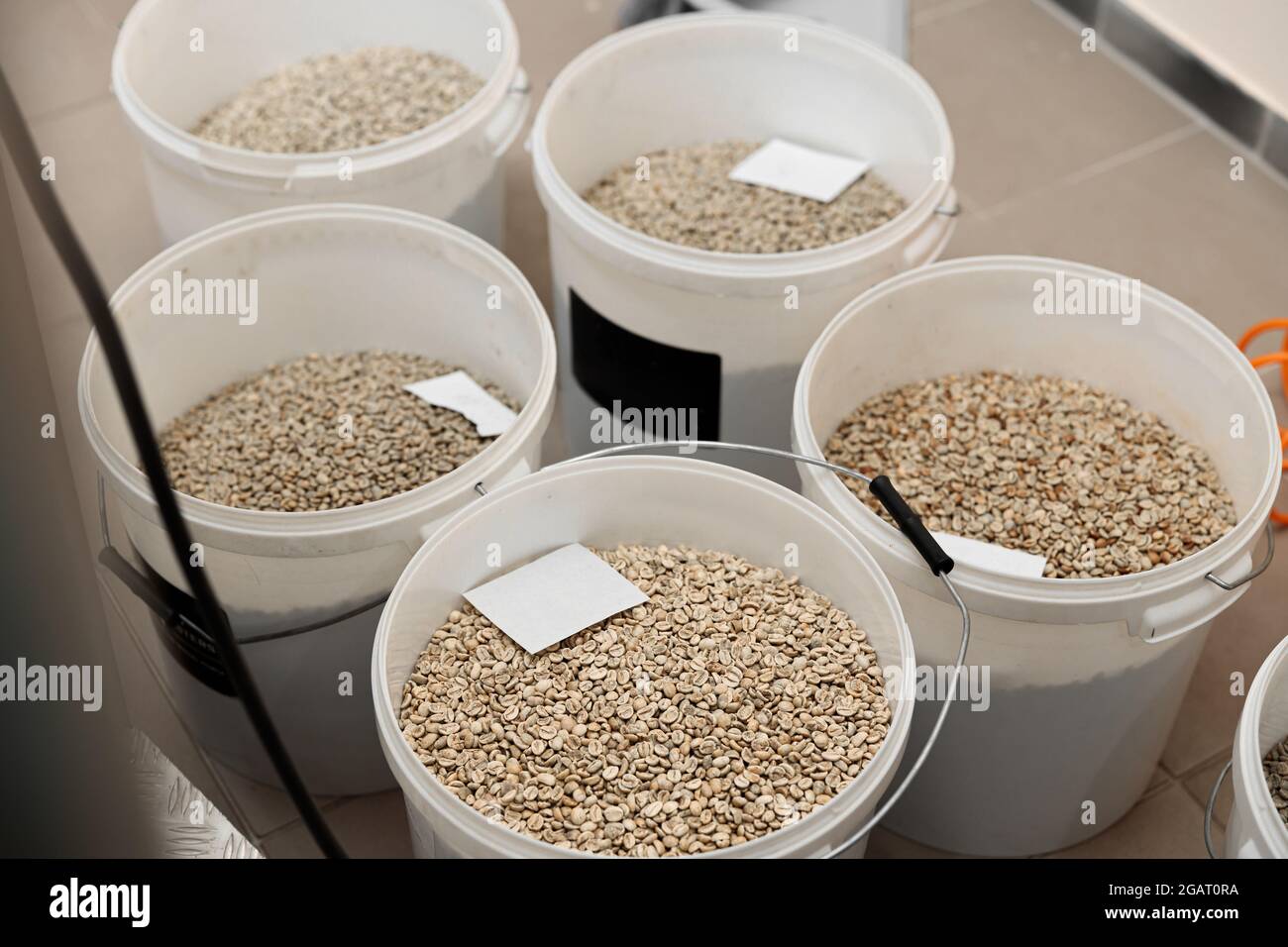 Lavorazione del caffè. Torrefazione, tostatura e fagioli freschi Foto Stock