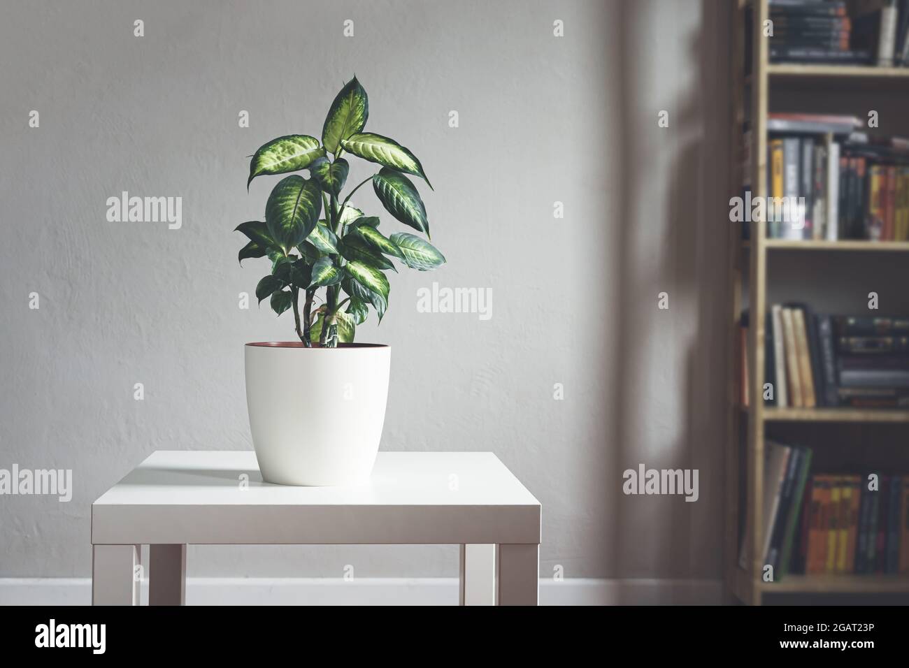 Dieffenbachia o Dumb pianta di canna in un vaso di fiori bianco su un tavolo bianco nella stanza della luce del giorno con libreria, minimalista e scandinavo stile Foto Stock