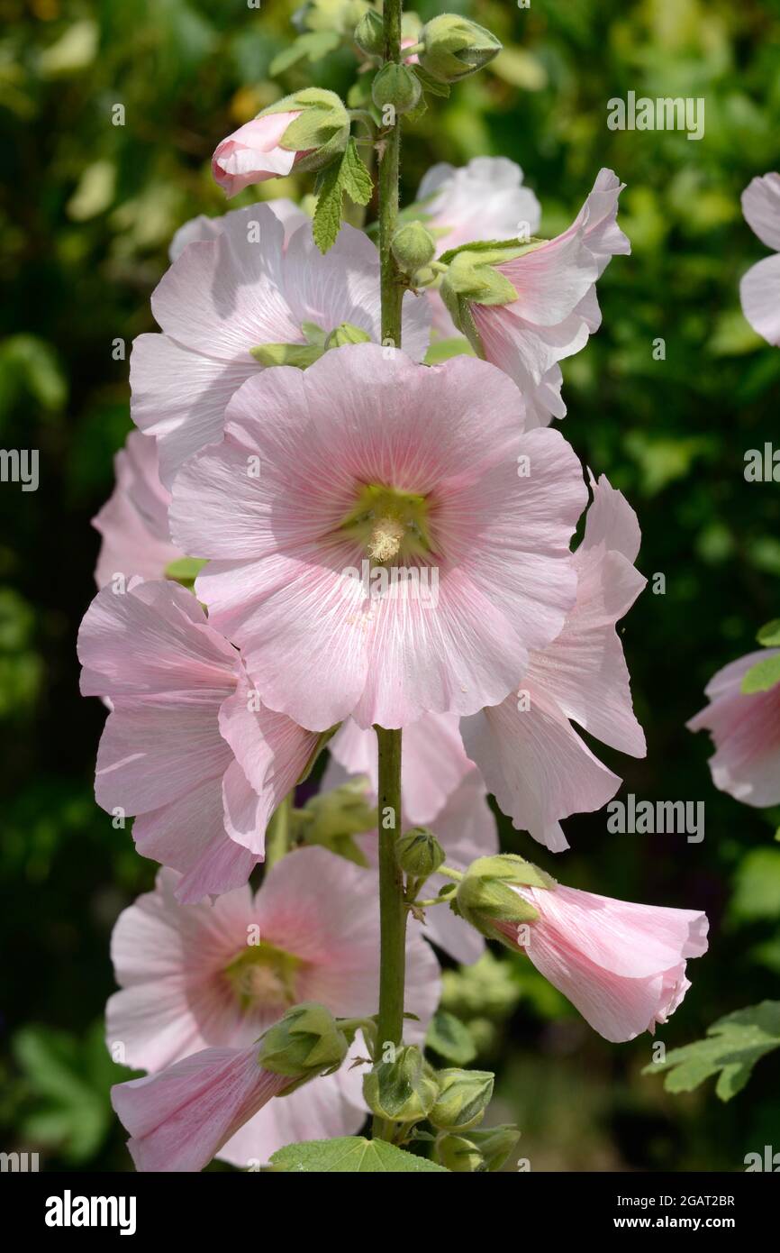 Primo piano di fiori di hollyhock rosa pallido che crescono in un giardino di campagna Foto Stock
