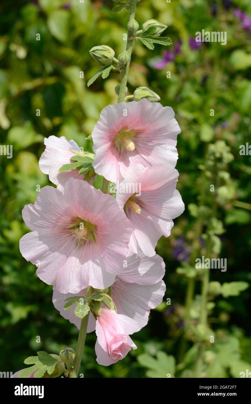 Primo piano di fiori di hollyhock rosa pallido che crescono in un giardino di campagna Foto Stock