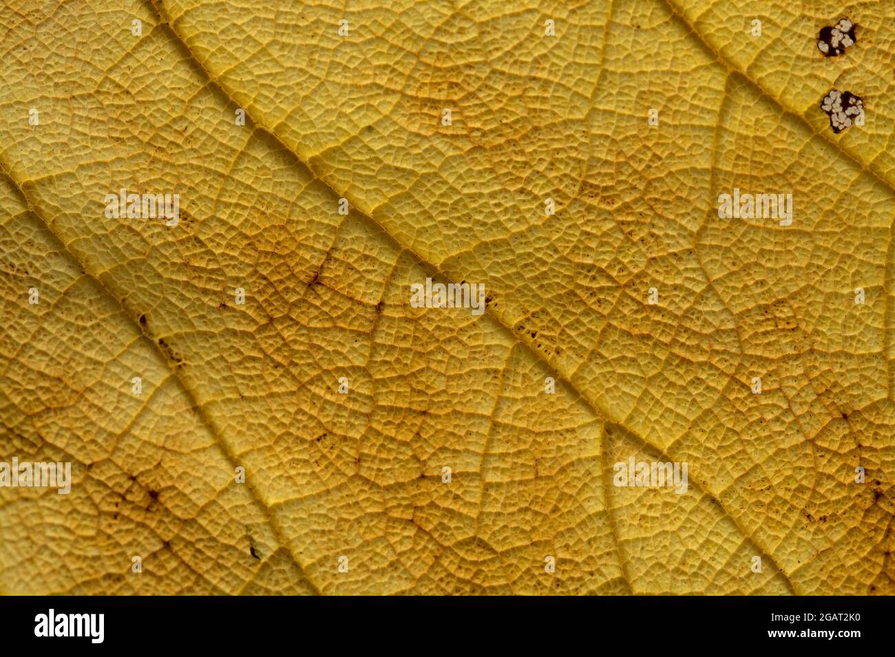 tessuto foglia giallo morto con vene e macchie scure, sfondo macro naturale Foto Stock