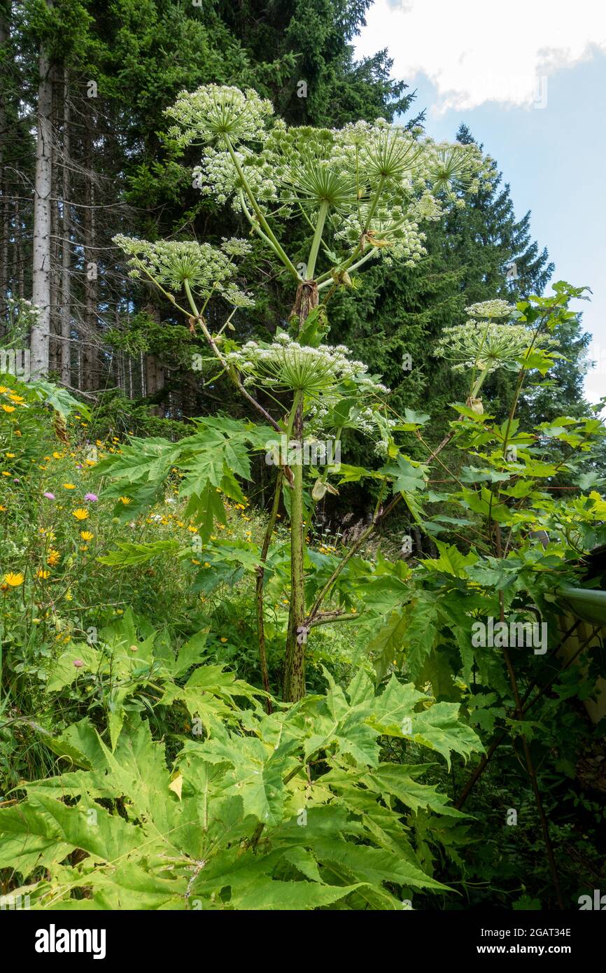 Heracleum mantegazzianum . Riesenbärenklau . Giftpflanzen . Hogweed gigante . Piante tossiche Foto Stock
