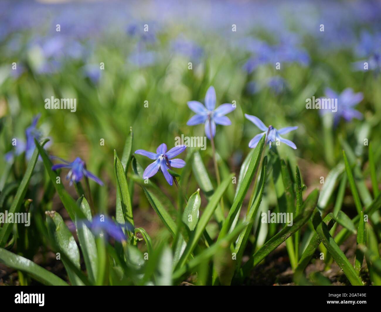 campo di piccoli fiori blu Foto Stock