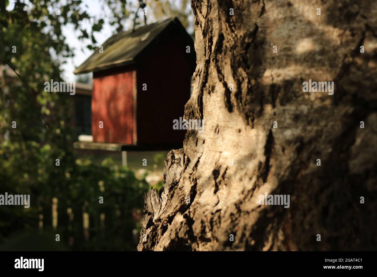 Casa di uccelli nascosti Foto Stock