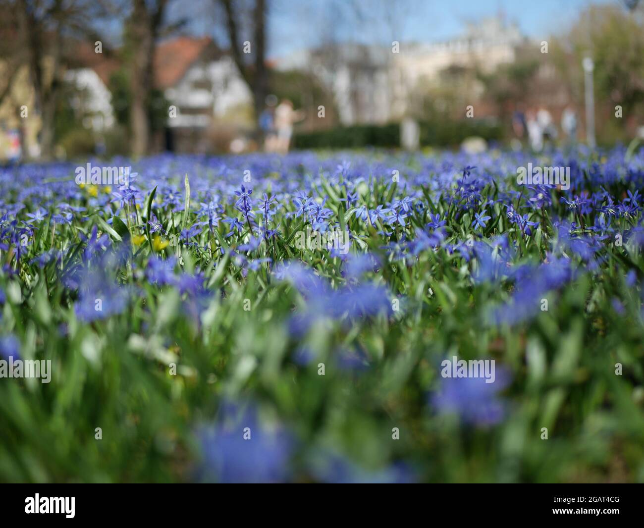 campo di piccoli fiori blu Foto Stock